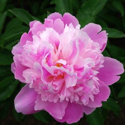 天下彩网站手机app下载